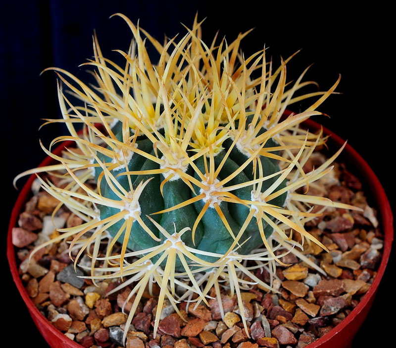 Ferocactus chrysacanthus